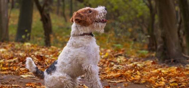 Fox Terrier im Wald