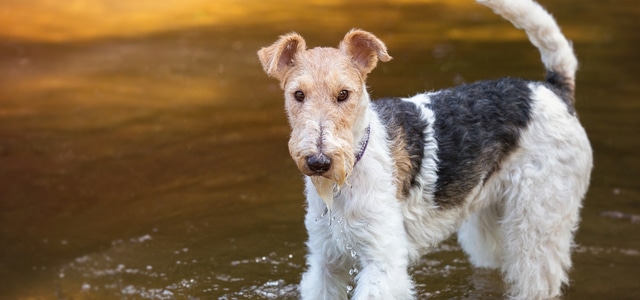 Fox Terrier an einem Bach