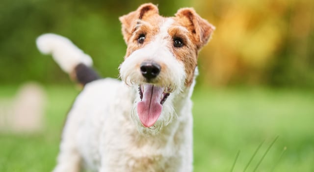 Fox Terrier an einem Bach