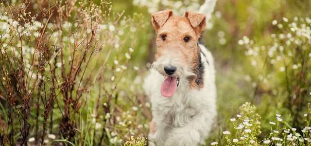 Foxterrier läuft