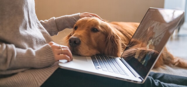 Hund schmust mit Besitzerin, während sie arbeitet