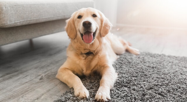 Hund glücklich alleine