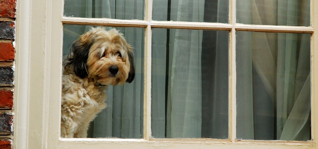 Hund wartet auf Berufstätigen Besitzer