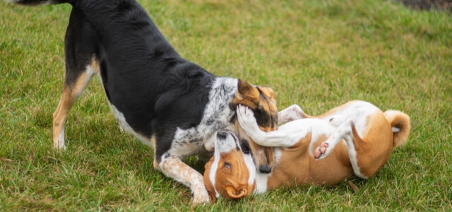 Hunde kämpfen