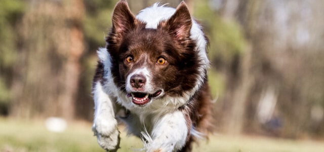 Junger Hund spielt