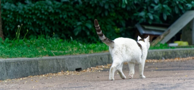 Katze spaziert