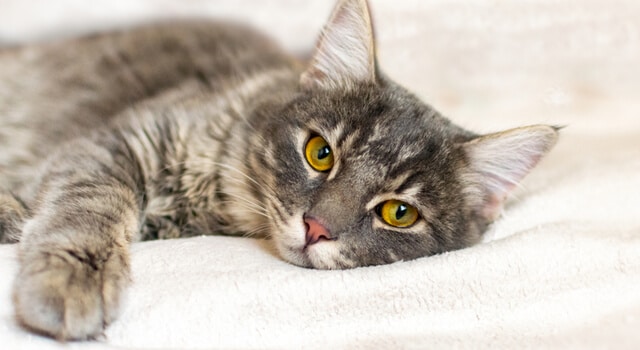 Katze liegt auf Bett