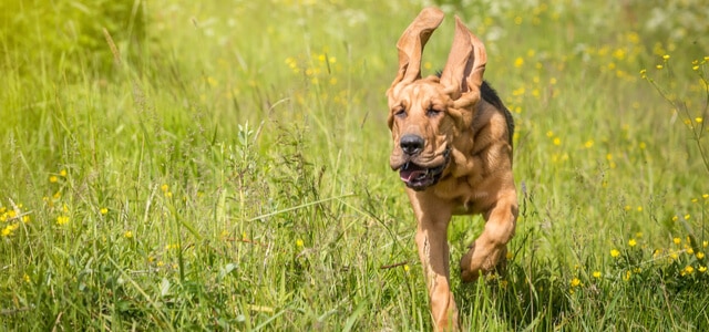 Bloodhound läuft