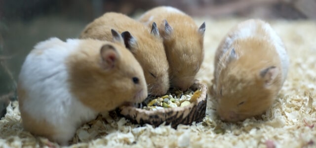 Hamsterkrankheiten