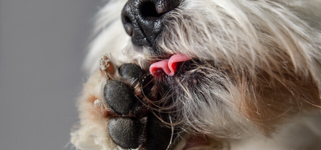 Hund leckt sich die Pfote Nachaufnahme