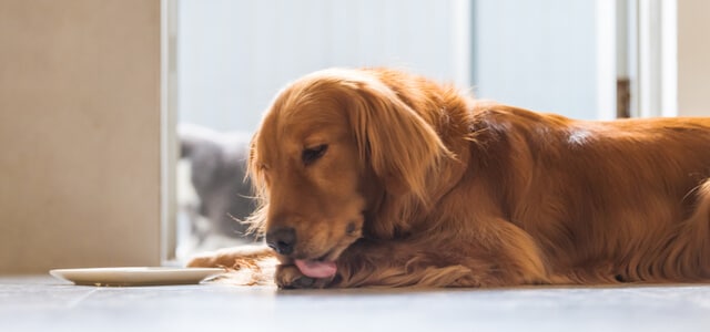 Golden Retriever leckt sich die Pfote