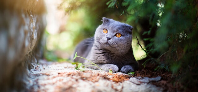 Schottische Faltohrkatzen unter Baum