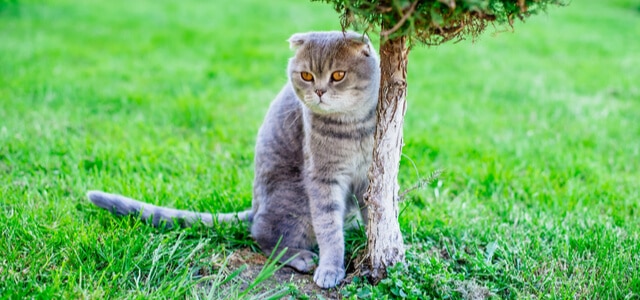 Schottische Faltohrkatzen im Garten