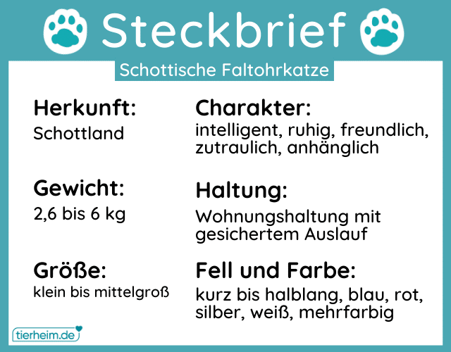 Steckbriefe Schottische Faltohrkatzen