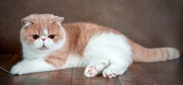 Exotic Shorthair liegt auf Boden