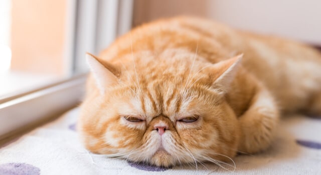 Exotic Shorthair schläft