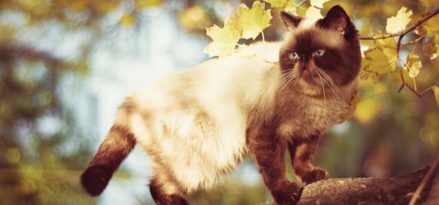 Exotic Shorthair auf Baum