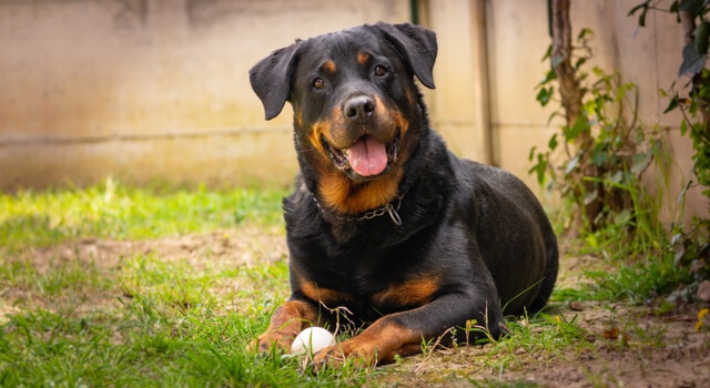 Freundlicher Rottweiler