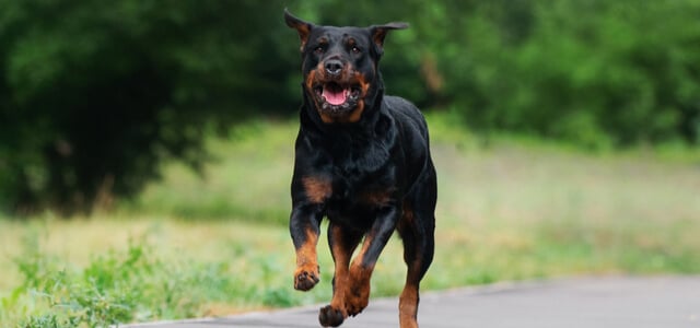 Aktiver Rottweiler