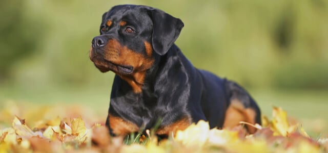 Rottweiler auf Wiese