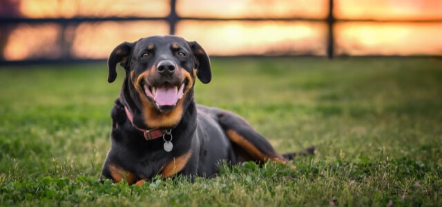 Rottweiler entspannt auf Rasen