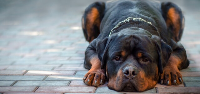 Rottweiler liegt auf Boden