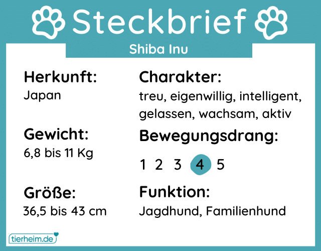 Steckbrief shiba inu