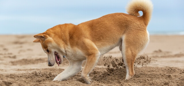 Shiba Inu am Strand