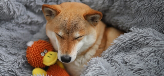 Shiba Inu schläft unter Decke