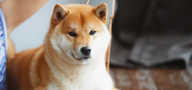 Shiba Inu blickt in Kamera