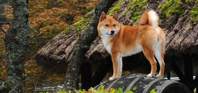 Shiba Inu in Natur