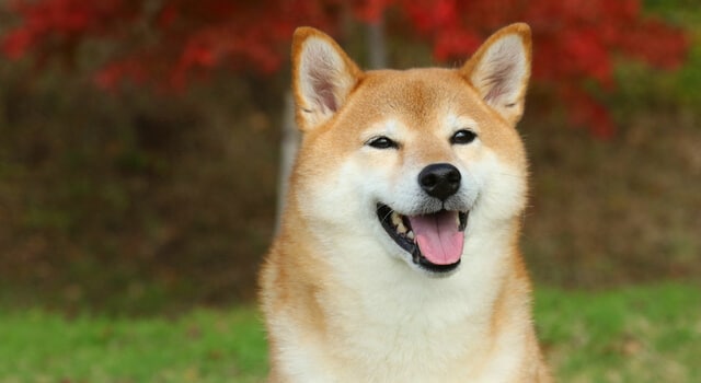 Shiba Inu im Portrait