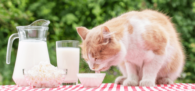 Katze trinkt Milch