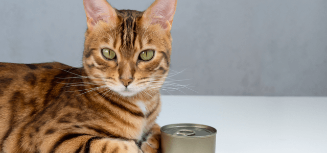 Katze mit Dose Thunfisch