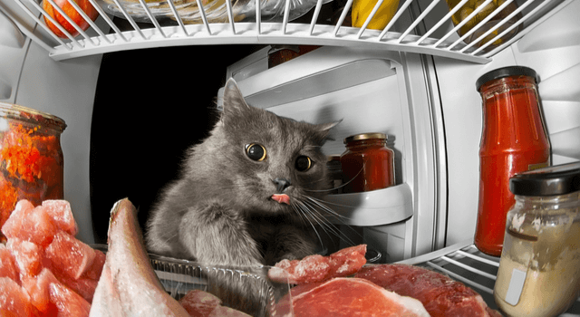 Katze frisst Wurst