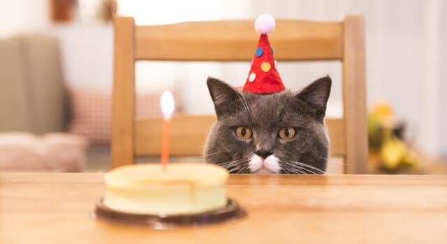 Katze hat Geburtstag