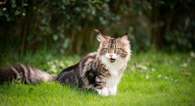 Katze spielt im Garten