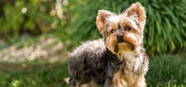 Yorkshire Terrier auf Wiese