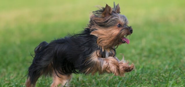 Aktiver Yorkshire Terrier