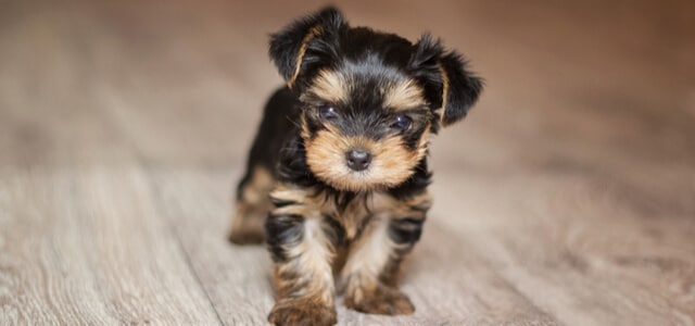 Yorkshire Terrier Welpe