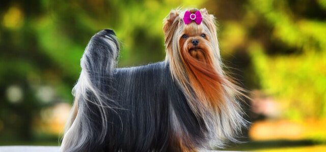 Yorkshire Terrier mit Langen Fell