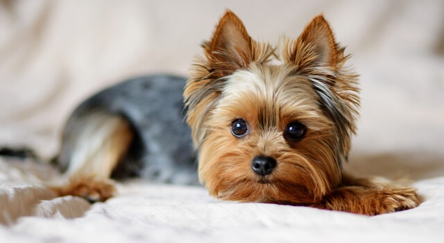 Yorkshire Terrier liegt auf Bett