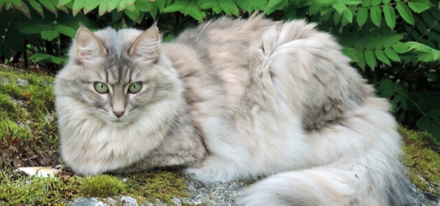 Türkische Angora liegt in Natur