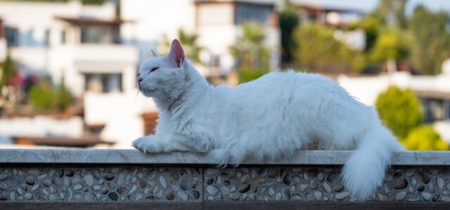 Türkische Angora liegt auf Mauer