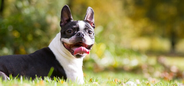 Boston Terrier liegt auf Rasen