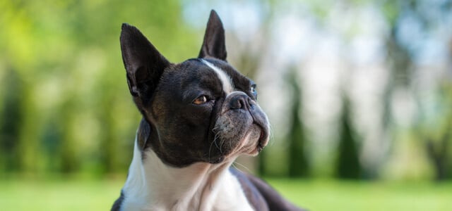 Boston Terrier in Natur