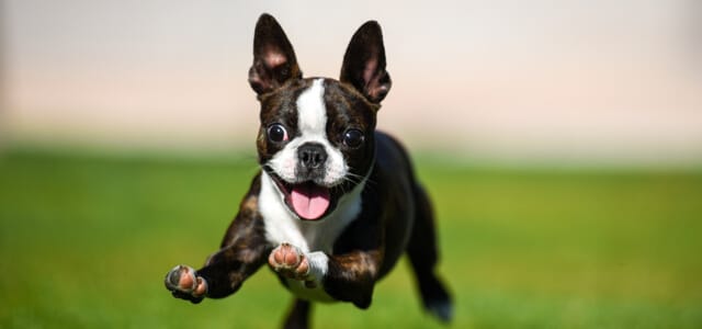 Aktiver Boston Terrier