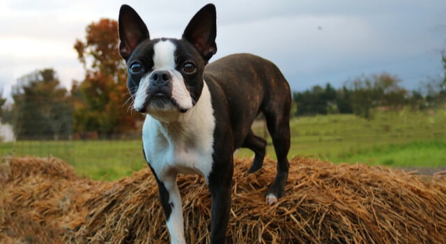 Boston Terrier auf Heuhaufen