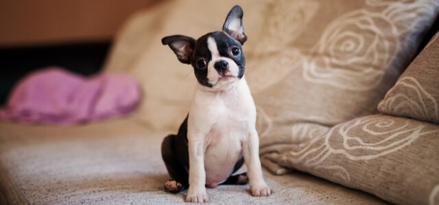 Boston Terrier Welpe