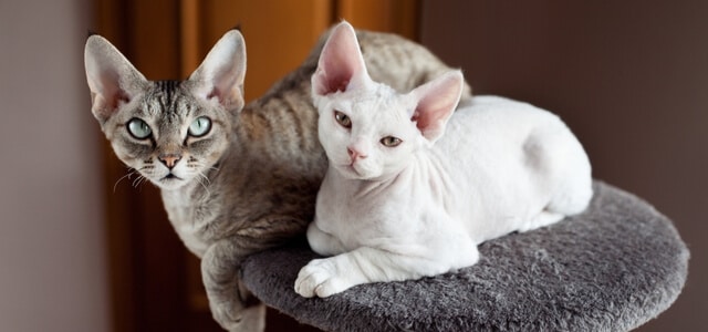 Zwei Devon Rex Katzen auf Kratzbaum